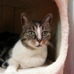 Kaatje zoekt een bovenwoning met afgesloten balkon