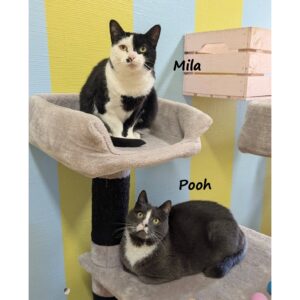 Mila en Pooh zoeken een huis met tuin