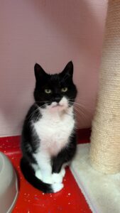 Blacky zoekt een bovenwoning met afgesloten balkon of een huis met een tuin