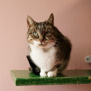 Bonnie zoekt een huis met tuin