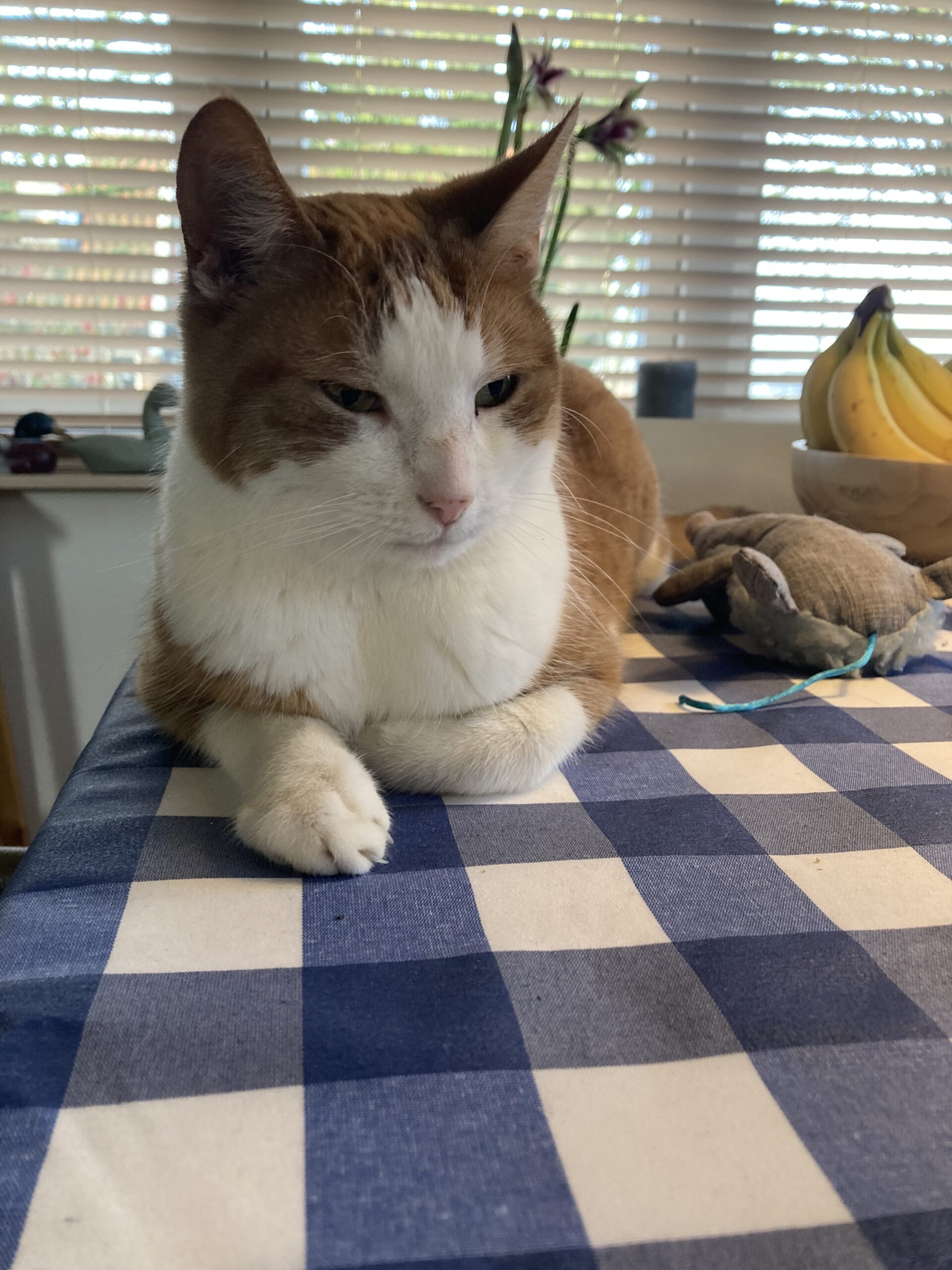 Fritz (voorheen Flip)