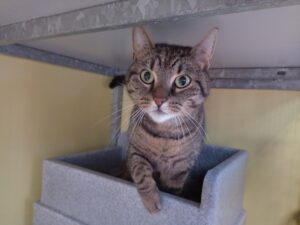 Leila zoekt een huis met een tuin