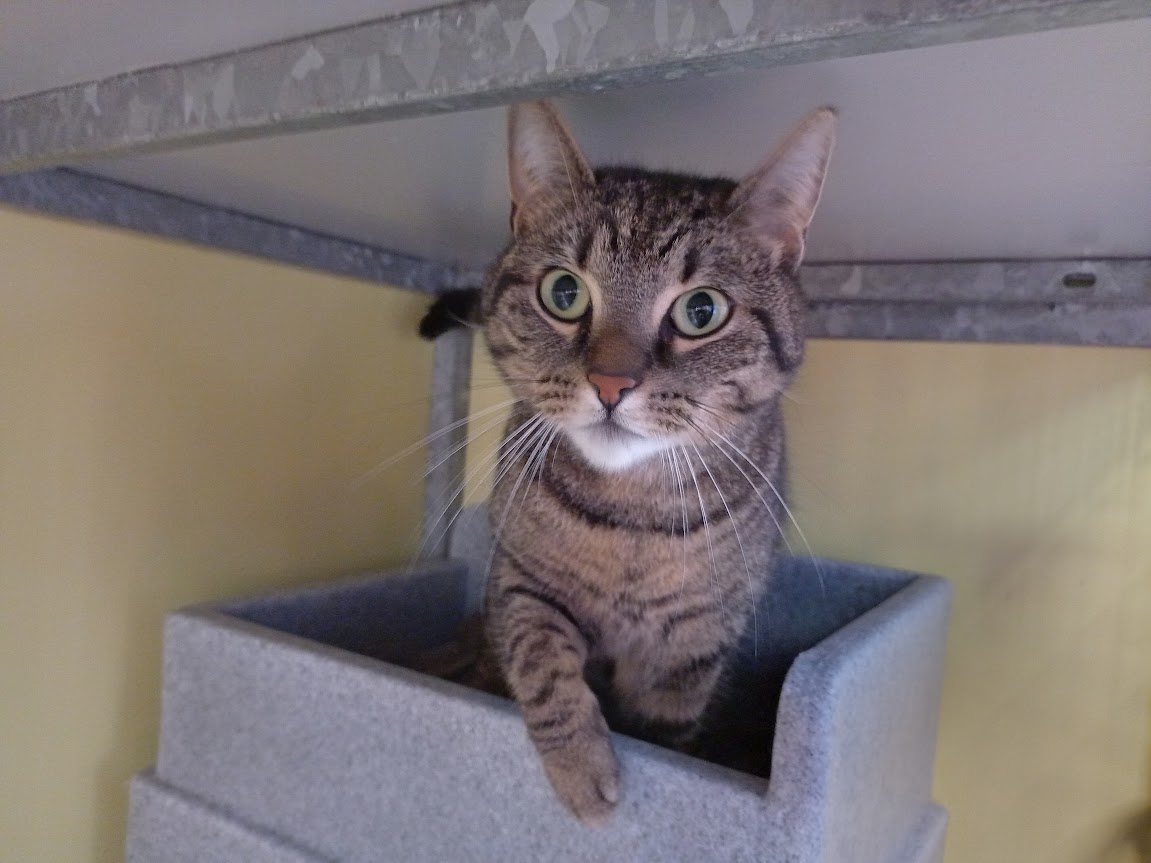 Leila zoekt een huis met een tuin