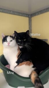 Mattie en Mira zoeken samen een huis met tuin