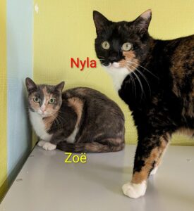 Zoë en Nyla zoeken samen een bovenwoning met afgesloten balkon