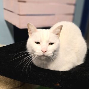 Phoebe doet haar naam eer aan