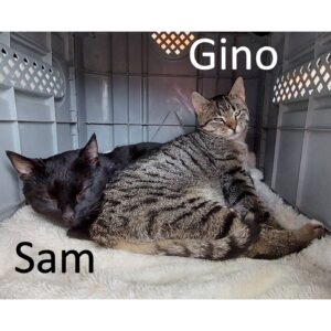 Gino en Sam zoeken samen een huis met tuin