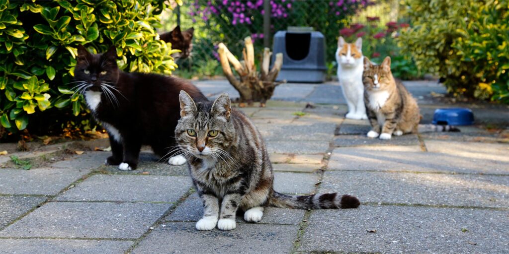 Adoptiekatten - Stichting Zwerfdier
