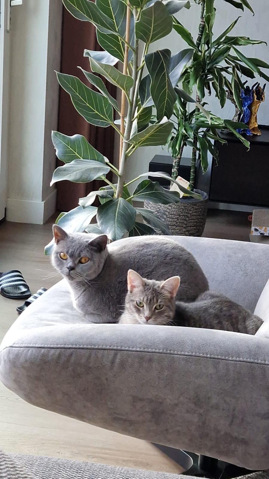 Ziva (Voorheen Snuffie)