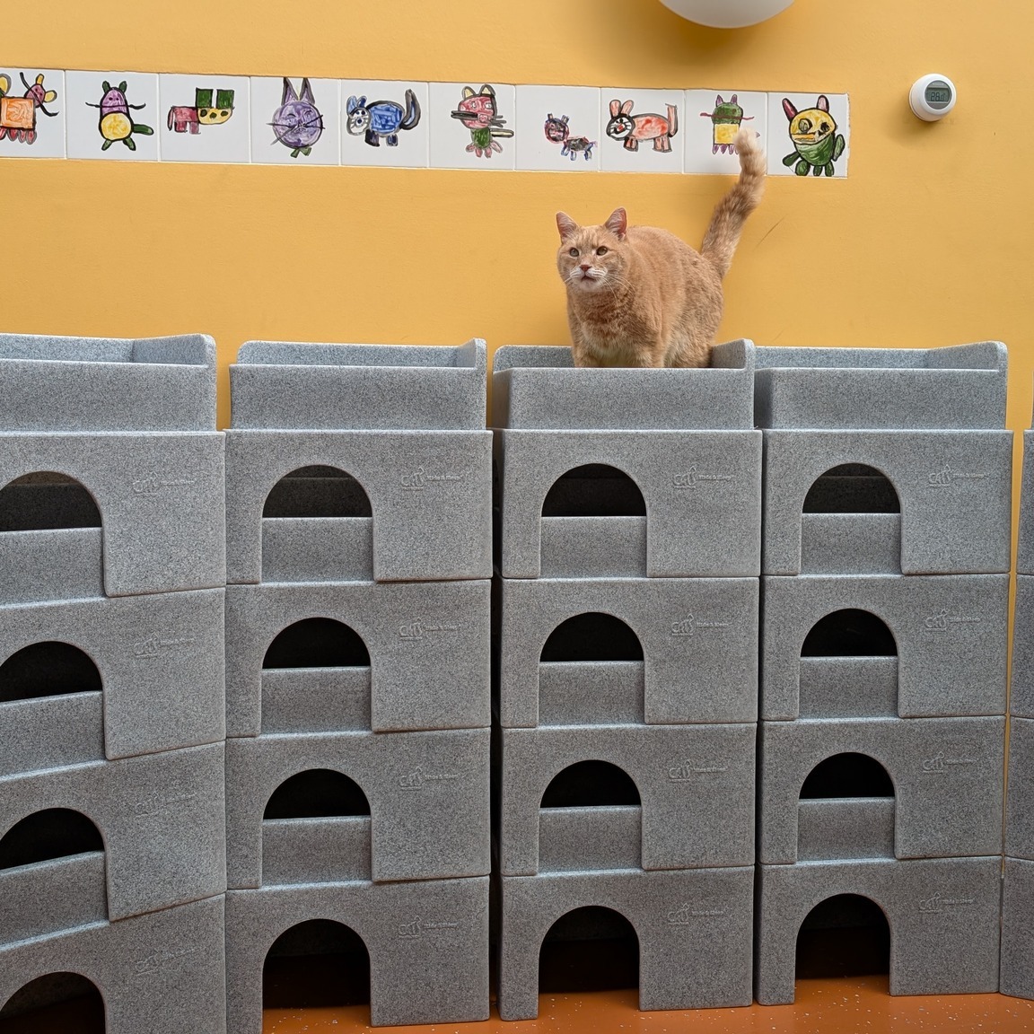 Nieuwe schuilhuisjes voor de katten!