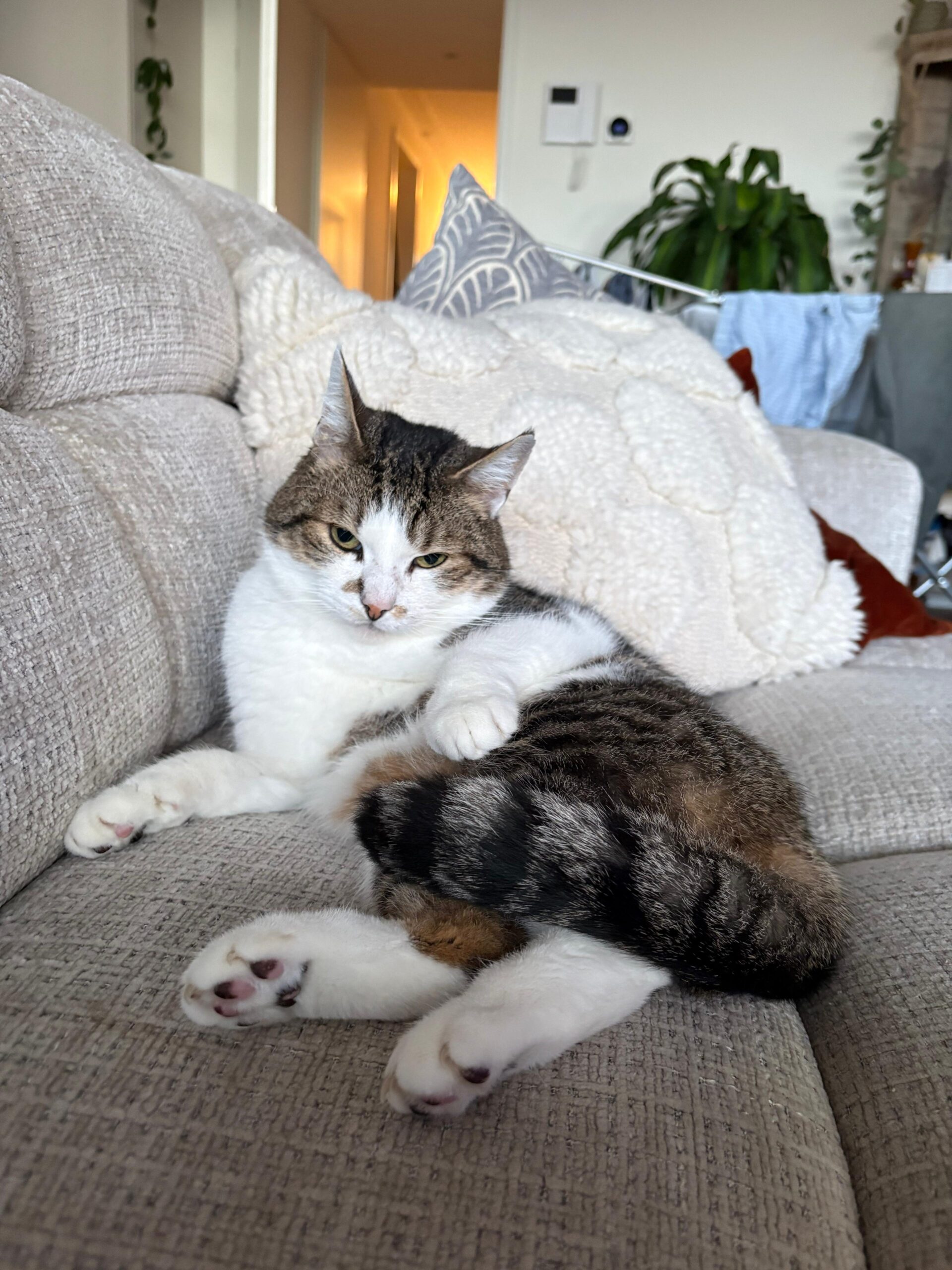 Muis (Voorheen Rocket)