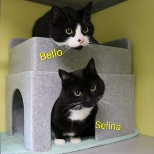 Selina en Bello zoeken samen een bovenwoning met afgesloten balkon, of zonder balkon of met een hordeur