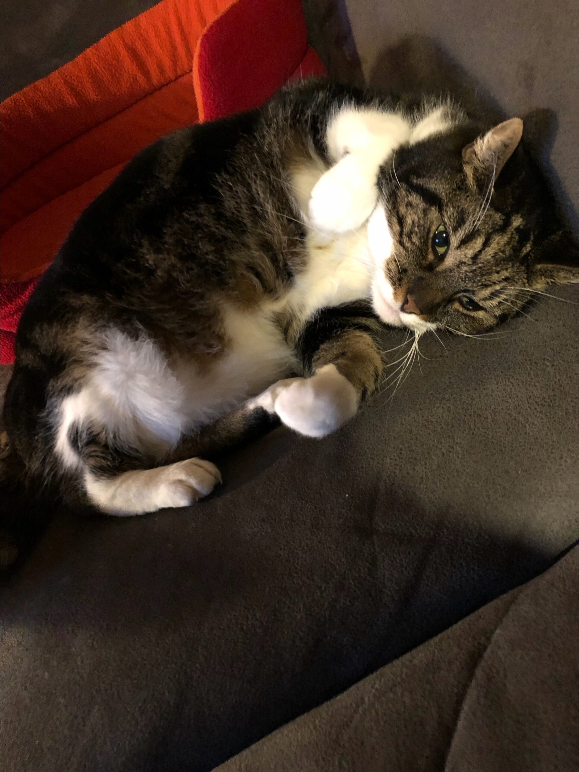 Sofietje