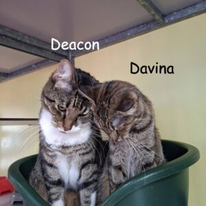 Davina en Deacon zoeken een huis met tuin of een bovenwoning met afgesloten balkon
