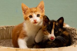 Lieve KITTENS zoeken fijne huisjes!