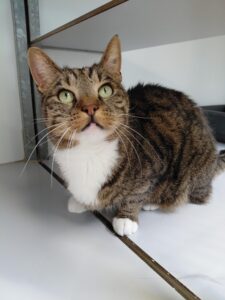Lily zoekt een bovenwoning met afgesloten balkon