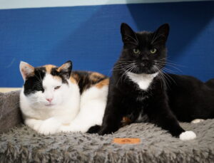 Mattie en Mira zoeken een huis met tuin