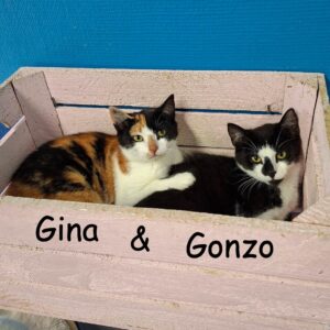 Gina en Gonzo zoeken samen een huis met tuin