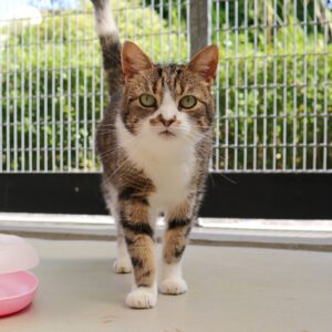 Kip zoekt een huis met tuin