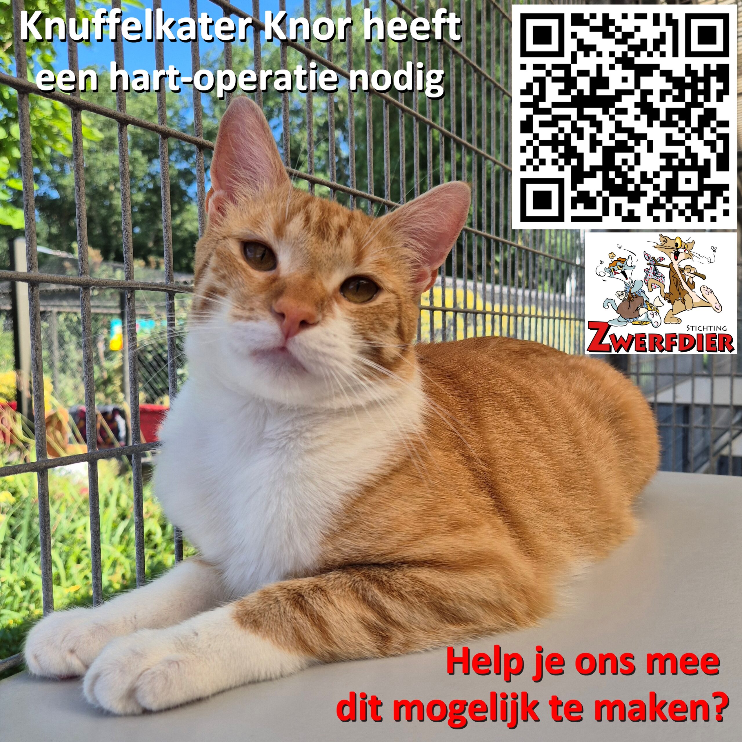 ❤️ Help Knor’s hartje kloppen ❤️