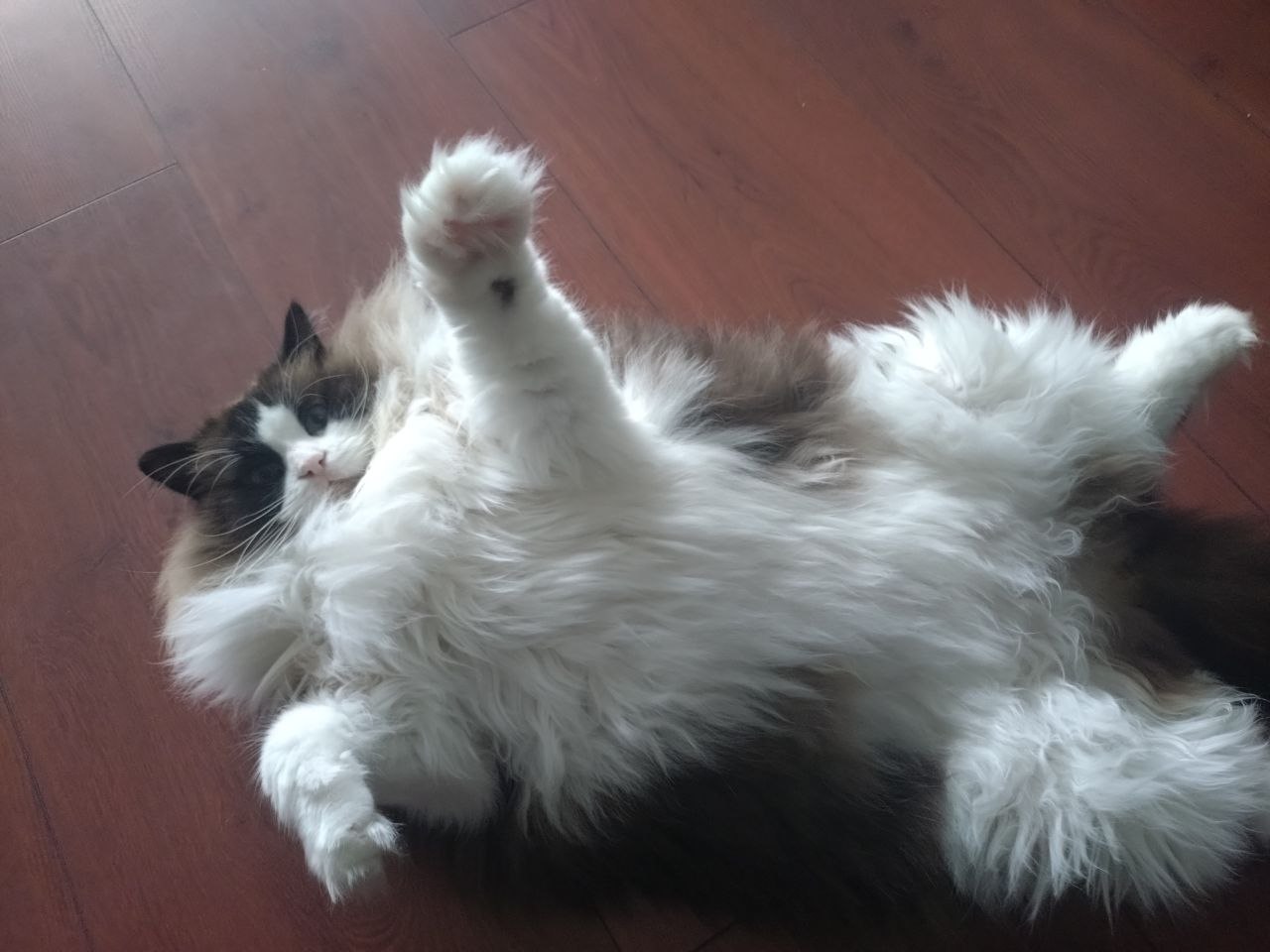 Lola