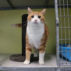 Ollie zoekt een huis met tuin
