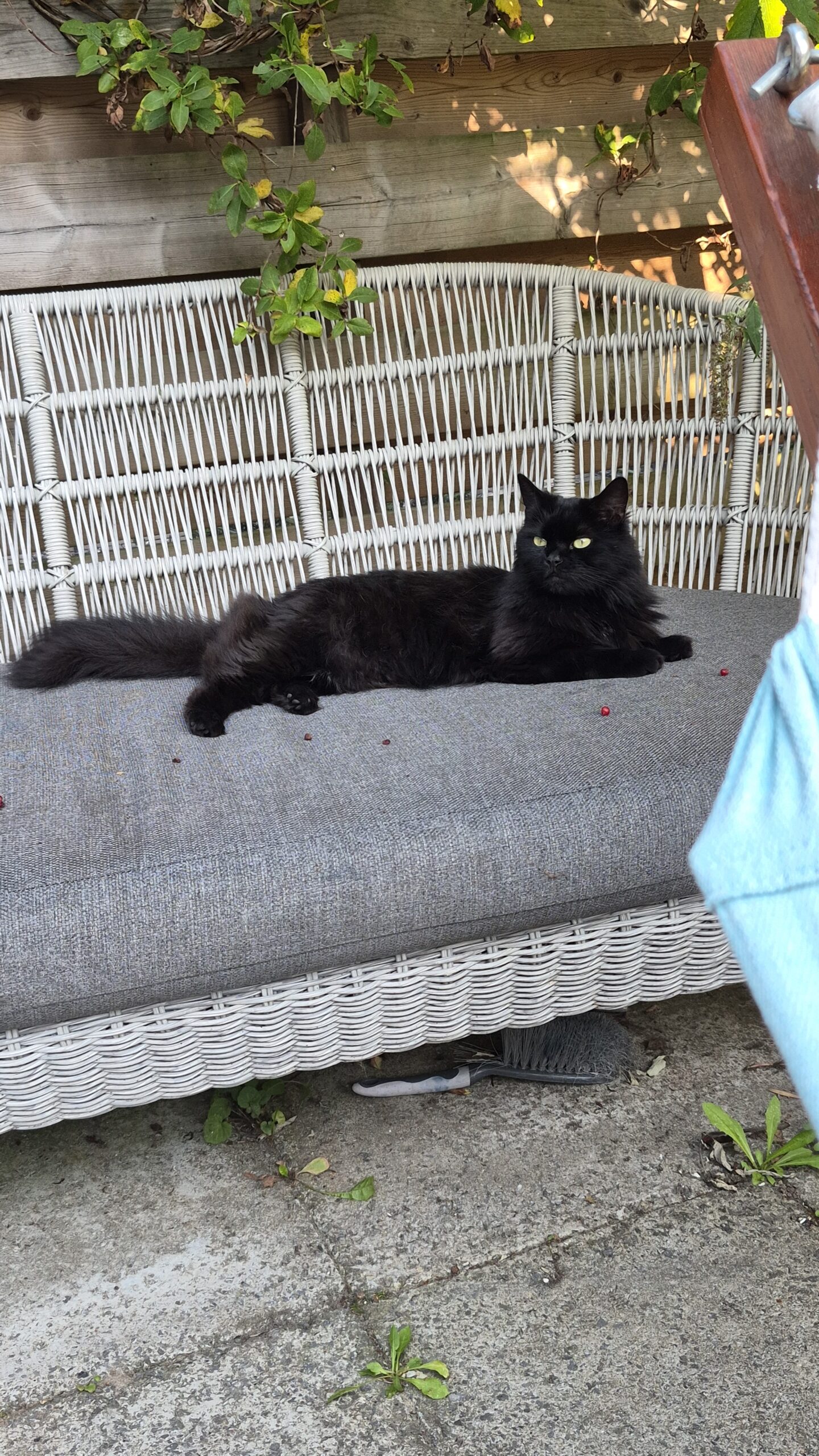 Catootje