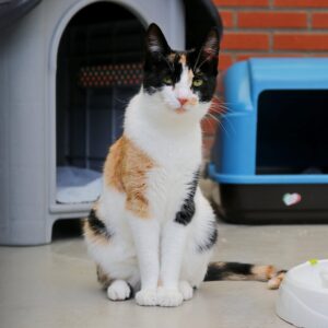 Gigy zoekt een huis met een tuin