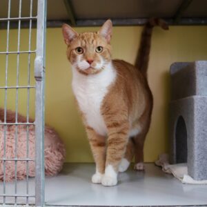 Ginger zoekt een huis met tuin of een ruime bovenwoning met afgesloten balkon