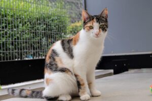 Grace zoekt een huis met tuin