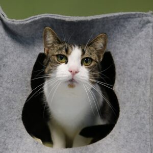Ivy zoekt een huis met tuin