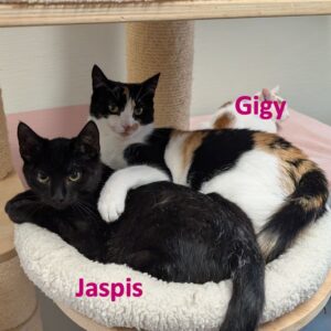 Gigy en Jaspis zoeken samen een huis met een tuin