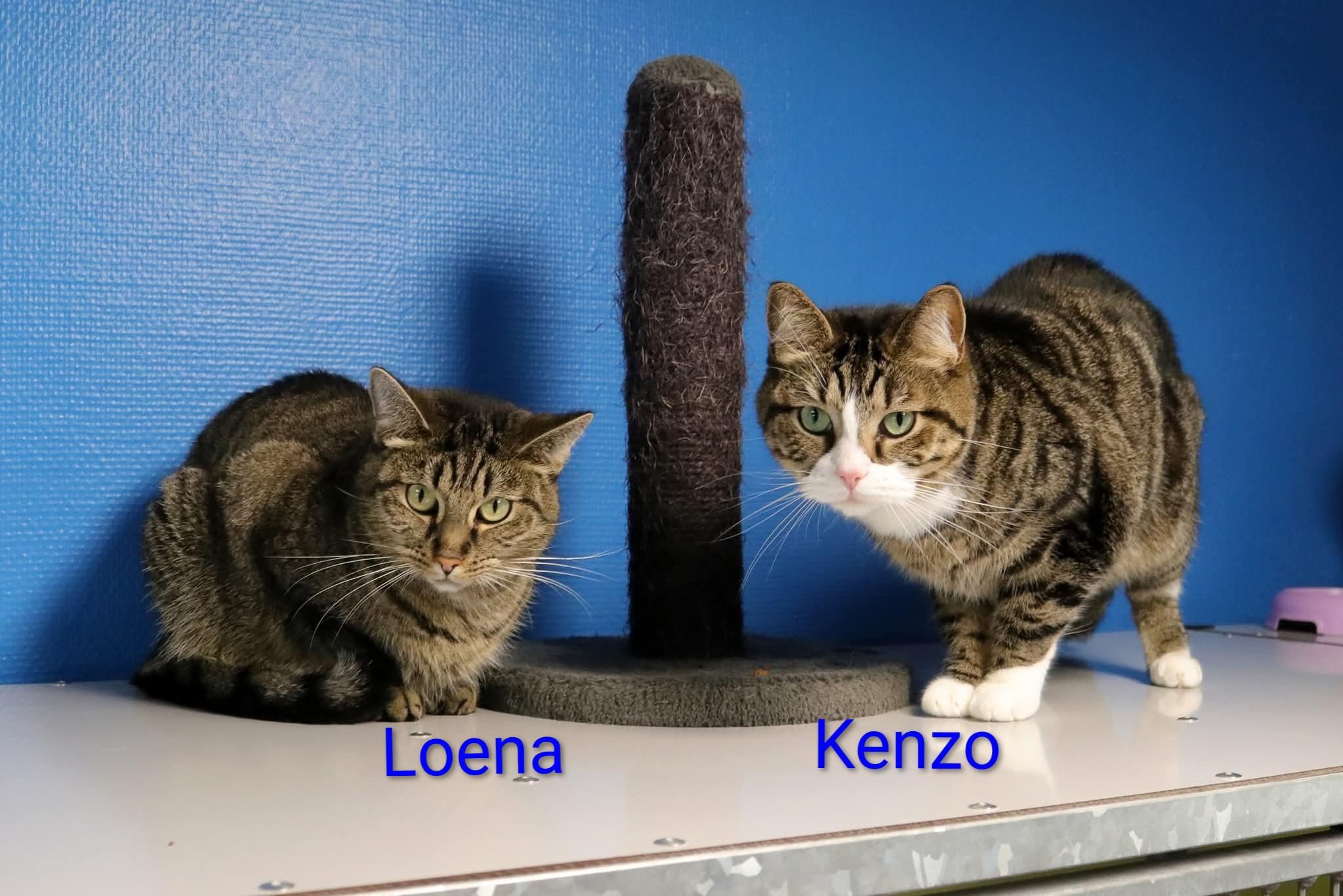 Loena en Kenzo zoeken een ruime bovenwoning zonder balkon, met afgesloten balkon of een huis met tuin