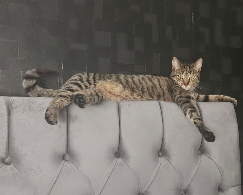 Pip