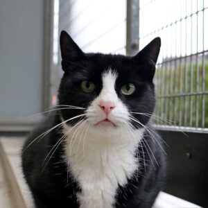 Billy zoekt een huis met tuin