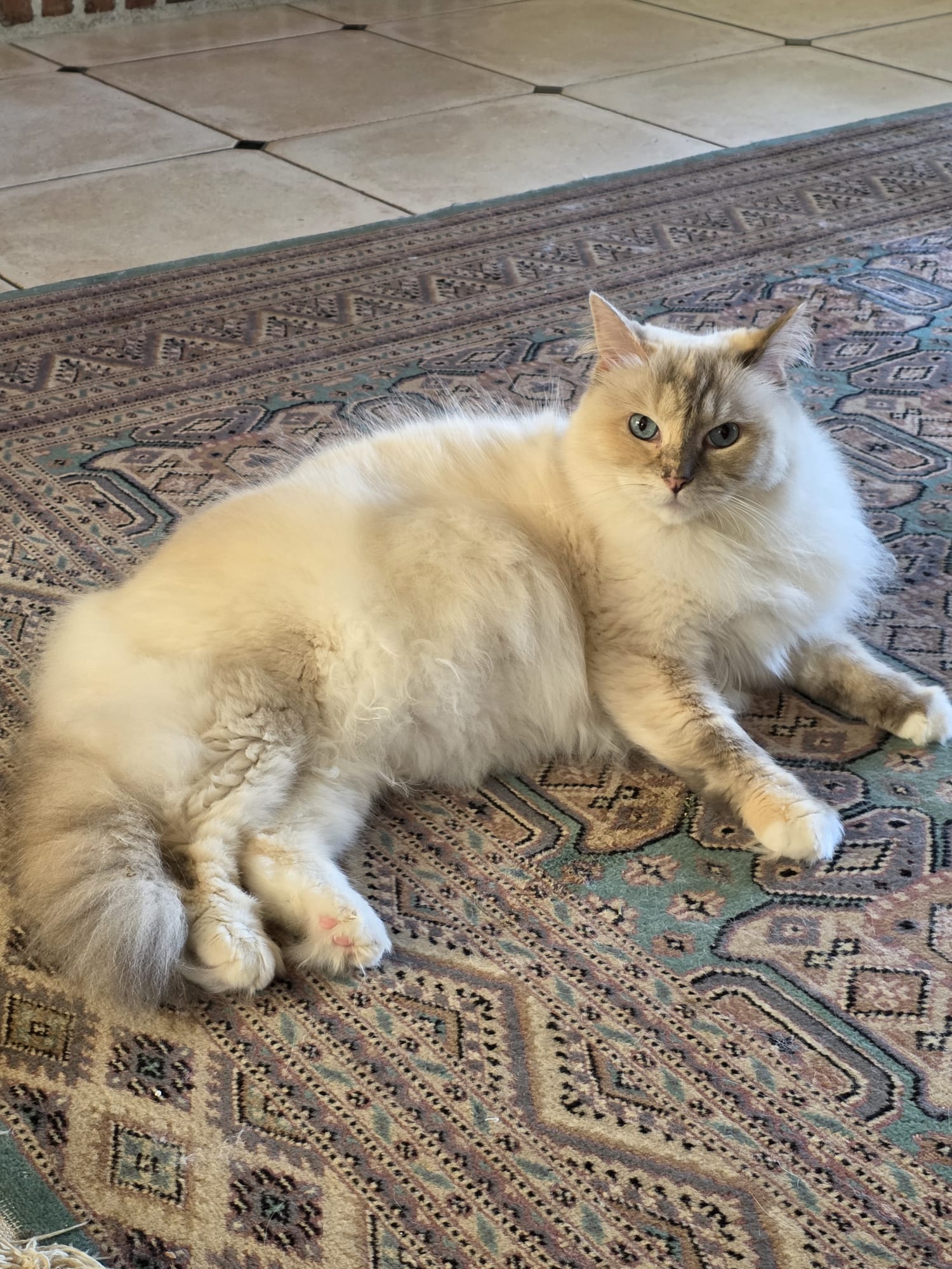 Pippa