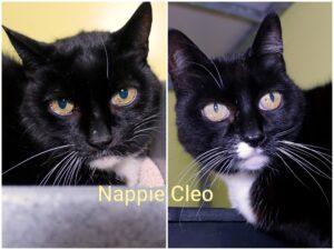 Cleo en Nappie zoeken een huis met tuin