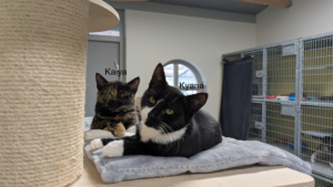 Kaiya en Kyana zoeken een huis met een tuin