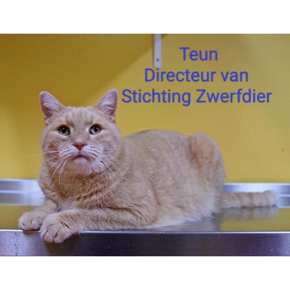 Zondag 11 oktober open dag Stichting Zwerfdier